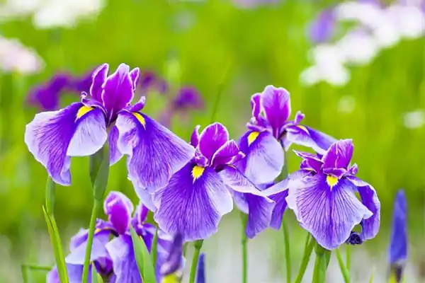 Japanese Iris