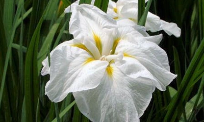 Japanese Iris flowers-gallery-10
