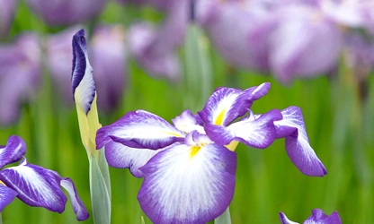 Japanese Iris flowers-gallery-11