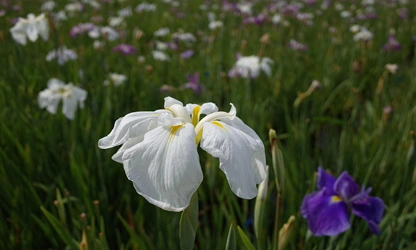 Japanese Iris flowers-gallery-12