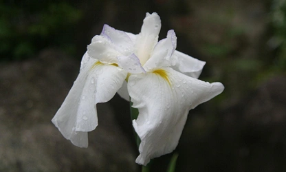 Japanese Iris flowers-gallery-13