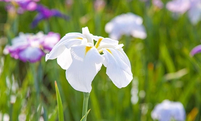 Japanese Iris flowers-gallery-14
