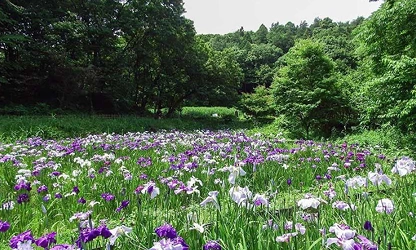 Japanese Iris flowers-gallery-15