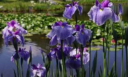 Japanese Iris flowers-gallery-2