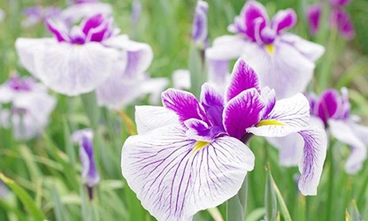 Japanese Iris flowers-gallery-3