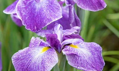 Japanese Iris flowers-gallery-4
