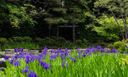 Japanese Iris flowers-gallery-5