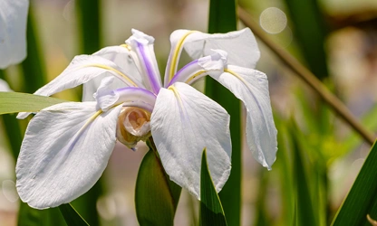 Japanese Iris flowers-gallery-7