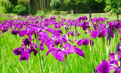 Japanese Iris flowers-gallery-8