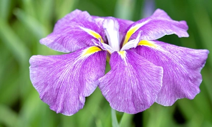 Japanese Iris flowers-gallery-9