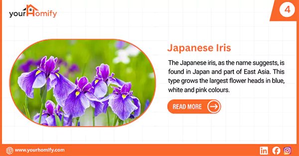 Japanese iris