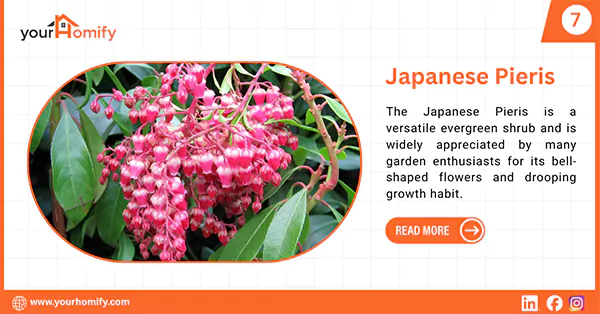 Japanese Pieris