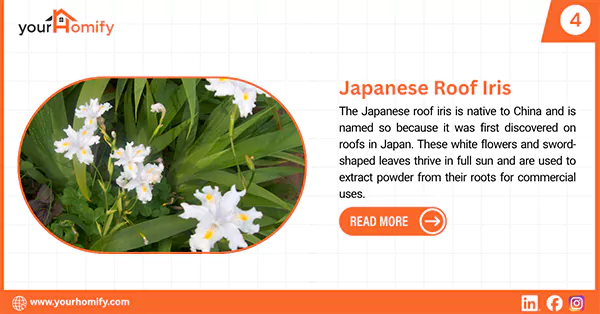 Japanese Roof Iris