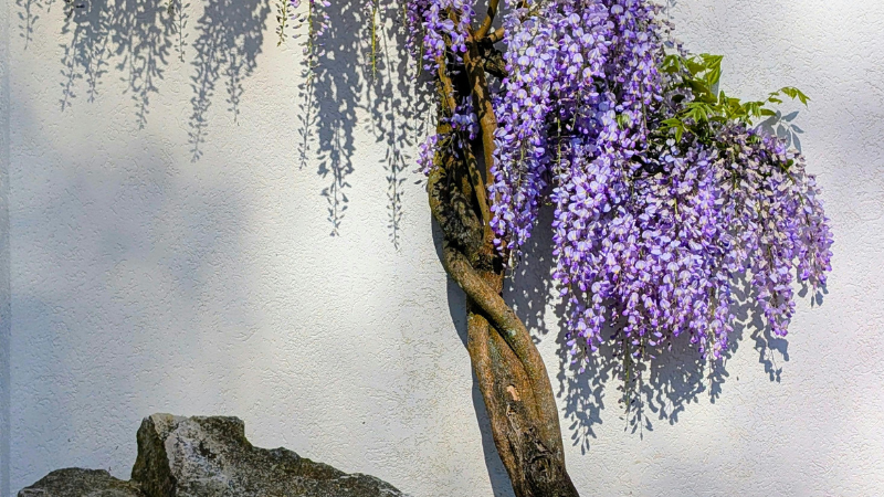 Japanese Wisteria featured image