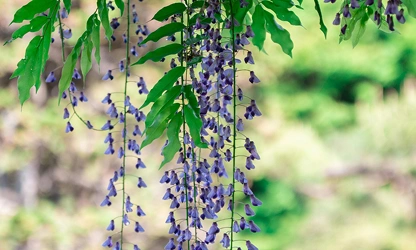 Japanese Wisteria flowers-gallery-1