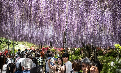 Japanese Wisteria flowers-gallery-10