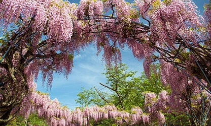 Japanese Wisteria flowers-gallery-11