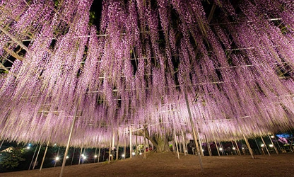 Japanese Wisteria flowers-gallery-12