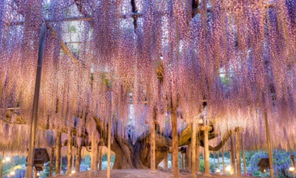 Japanese Wisteria flowers-gallery-13