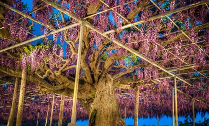 Japanese Wisteria flowers-gallery-15