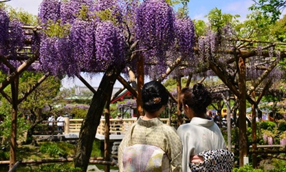 Japanese Wisteria flowers-gallery-16