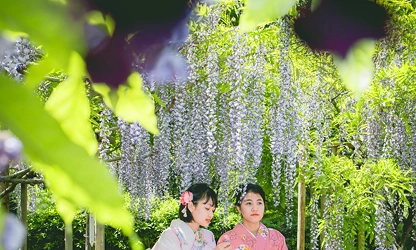 Japanese Wisteria flowers-gallery-17