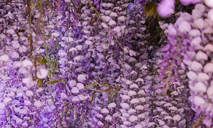 Japanese Wisteria flowers-gallery-2