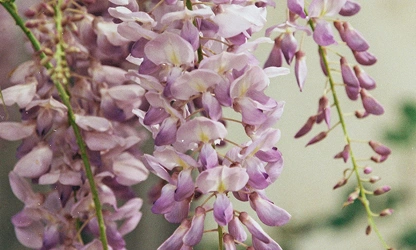 Japanese Wisteria flowers-gallery-3
