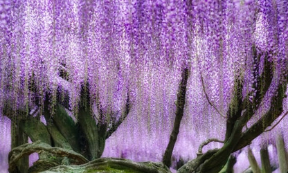 Japanese Wisteria flowers-gallery-4