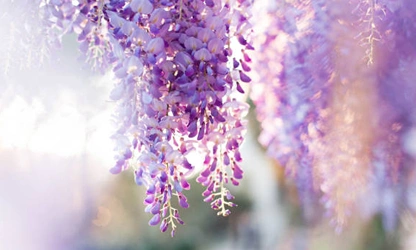 Japanese Wisteria flowers-gallery-5