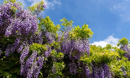 Japanese Wisteria flowers-gallery-6