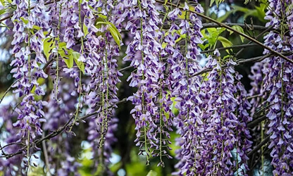 Japanese Wisteria flowers-gallery-7