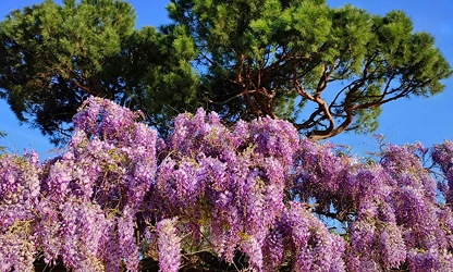 Japanese Wisteria flowers-gallery-8