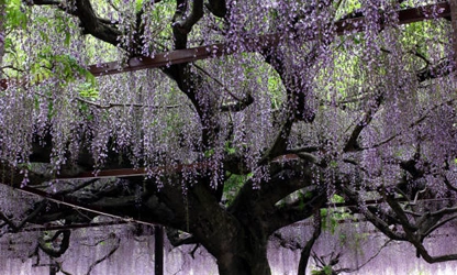 Japanese Wisteria flowers-gallery-9