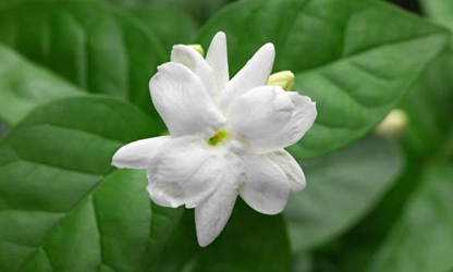 Jasmine (Arabian) flowers-gallery-1