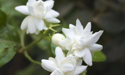 Jasmine (Arabian) flowers-gallery-10