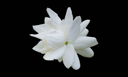 Jasmine (Arabian) flowers-gallery-11