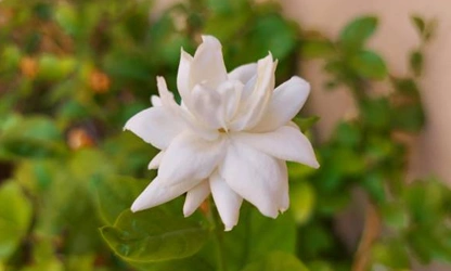 Jasmine (Arabian) flowers-gallery-12
