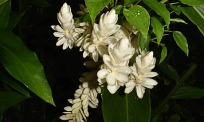 Jasmine (Arabian) flowers-gallery-13