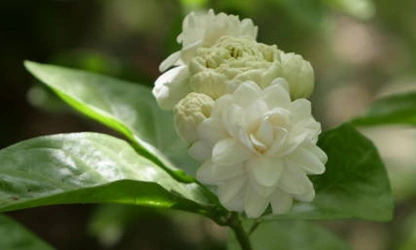 Jasmine (Arabian) flowers-gallery-14