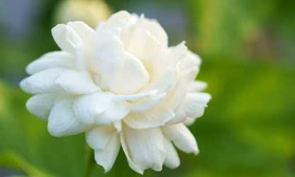 Jasmine (Arabian) flowers-gallery-2