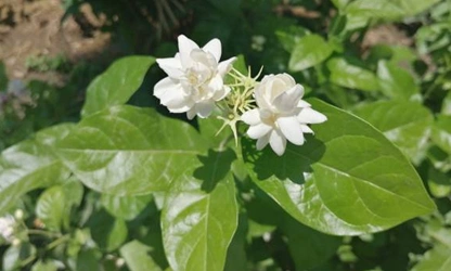 Jasmine (Arabian) flowers-gallery-3