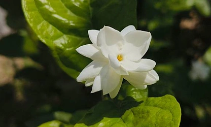 Jasmine (Arabian) flowers-gallery-4