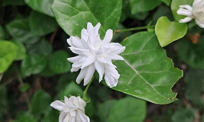 Jasmine (Arabian) flowers-gallery-5