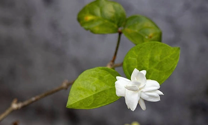 Jasmine (Arabian) flowers-gallery-6