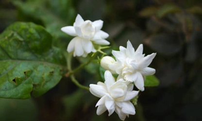 Jasmine (Arabian) flowers-gallery-7