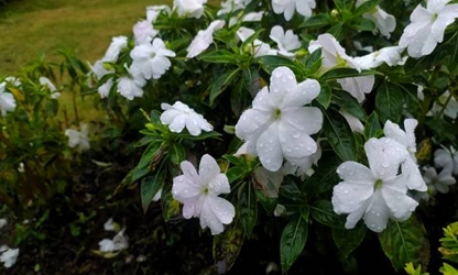 Jasmine (Arabian) flowers-gallery-8