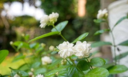 Jasmine (Arabian) flowers-gallery-9