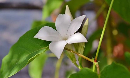 Jasmine (Spanish ) flowers-gallery-1