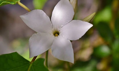 Jasmine (Spanish ) flowers-gallery-10